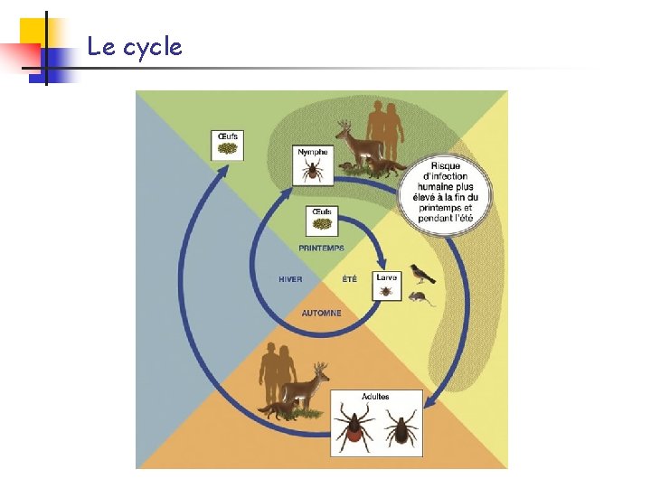 Le cycle 