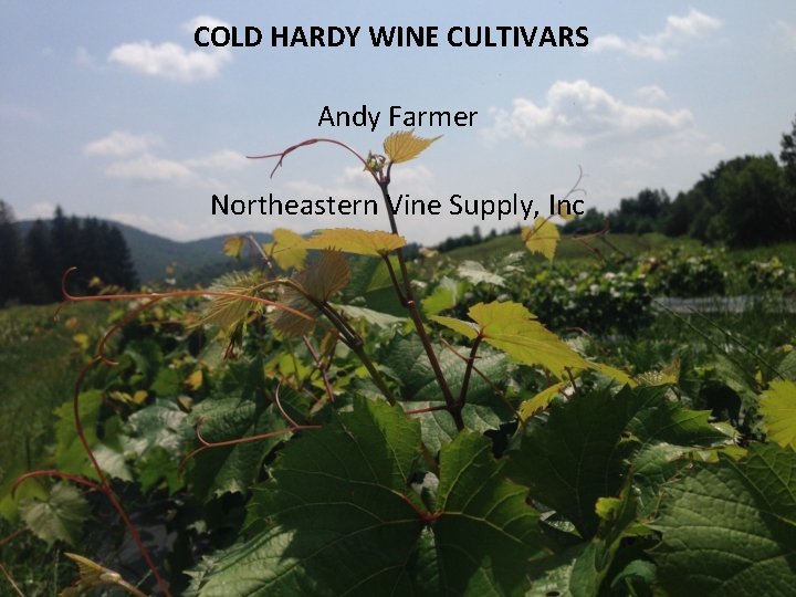 COLD HARDY WINE CULTIVARS Andy Farmer Northeastern Vine Supply, Inc 