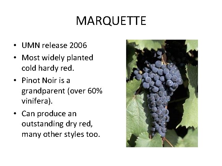 MARQUETTE • UMN release 2006 • Most widely planted cold hardy red. • Pinot