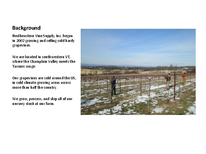 Background Northeastern Vine Supply, Inc. began in 2002 growing and selling cold hardy grapevines.