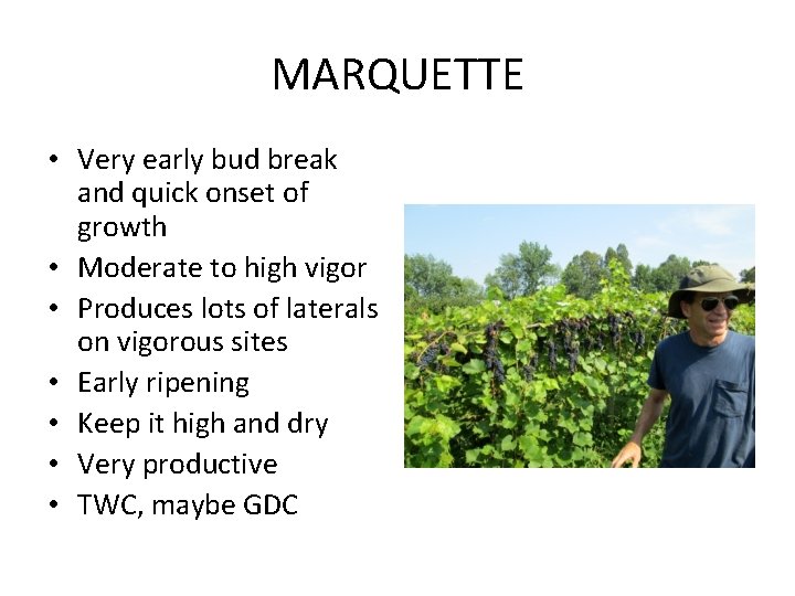 MARQUETTE • Very early bud break and quick onset of growth • Moderate to