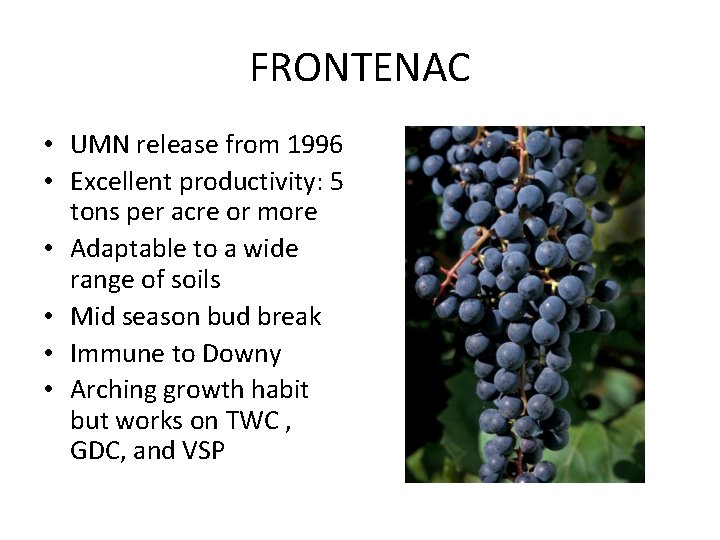 FRONTENAC • UMN release from 1996 • Excellent productivity: 5 tons per acre or