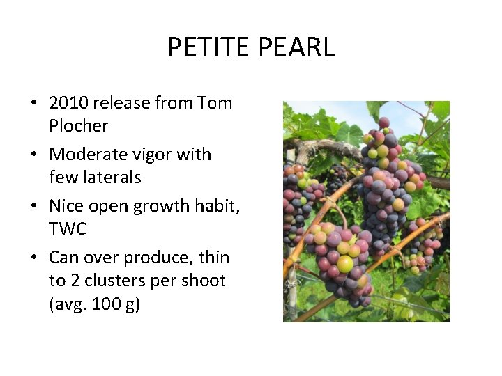 PETITE PEARL • 2010 release from Tom Plocher • Moderate vigor with few laterals