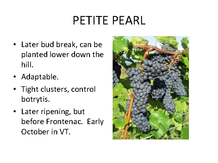 PETITE PEARL • Later bud break, can be planted lower down the hill. •