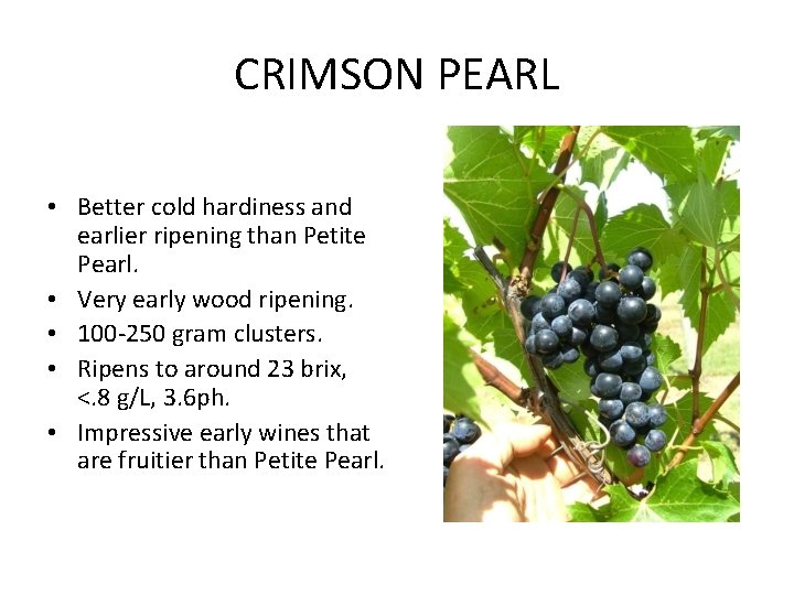 CRIMSON PEARL • Better cold hardiness and earlier ripening than Petite Pearl. • Very