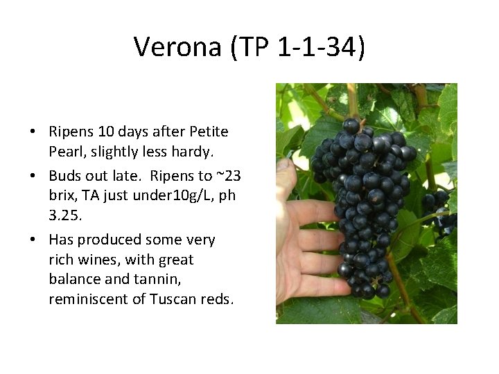 Verona (TP 1 -1 -34) • Ripens 10 days after Petite Pearl, slightly less