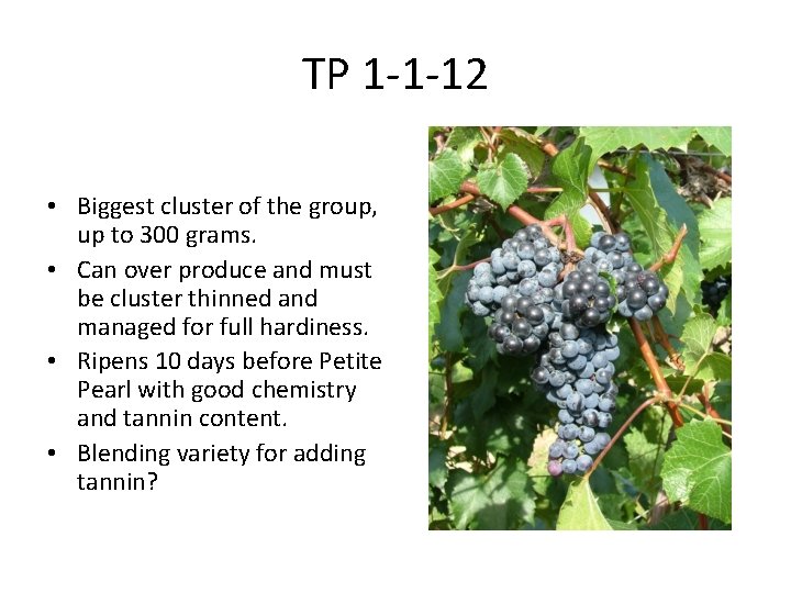 TP 1 -1 -12 • Biggest cluster of the group, up to 300 grams.