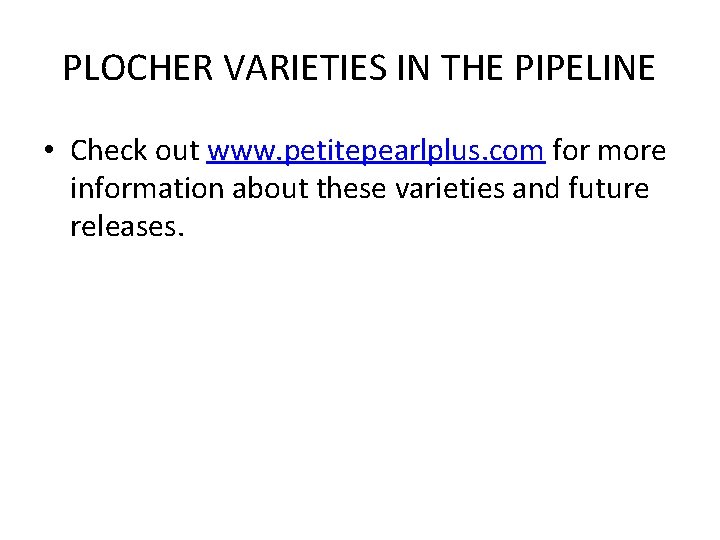 PLOCHER VARIETIES IN THE PIPELINE • Check out www. petitepearlplus. com for more information