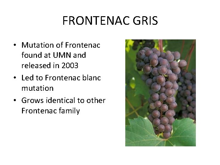 FRONTENAC GRIS • Mutation of Frontenac found at UMN and released in 2003 •