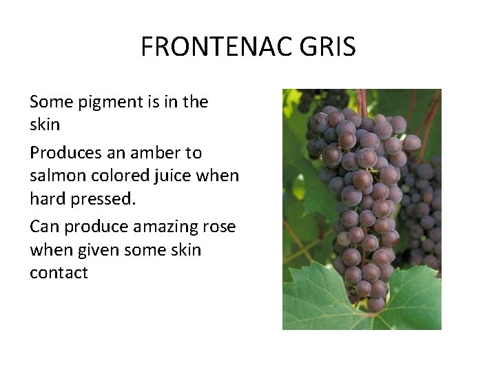 FRONTENAC GRIS Some pigment is in the skin Produces an amber to salmon colored
