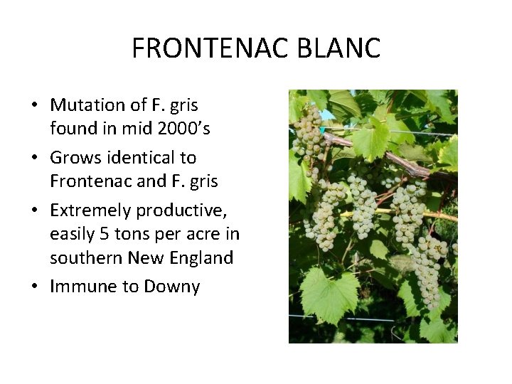 FRONTENAC BLANC • Mutation of F. gris found in mid 2000’s • Grows identical