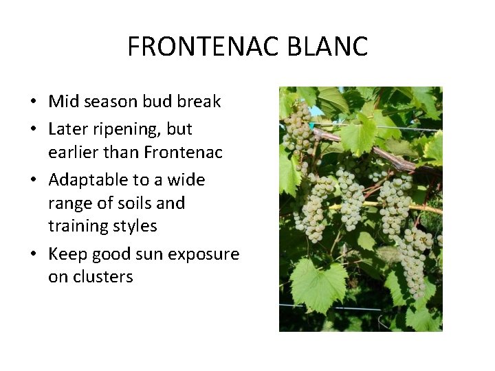 FRONTENAC BLANC • Mid season bud break • Later ripening, but earlier than Frontenac