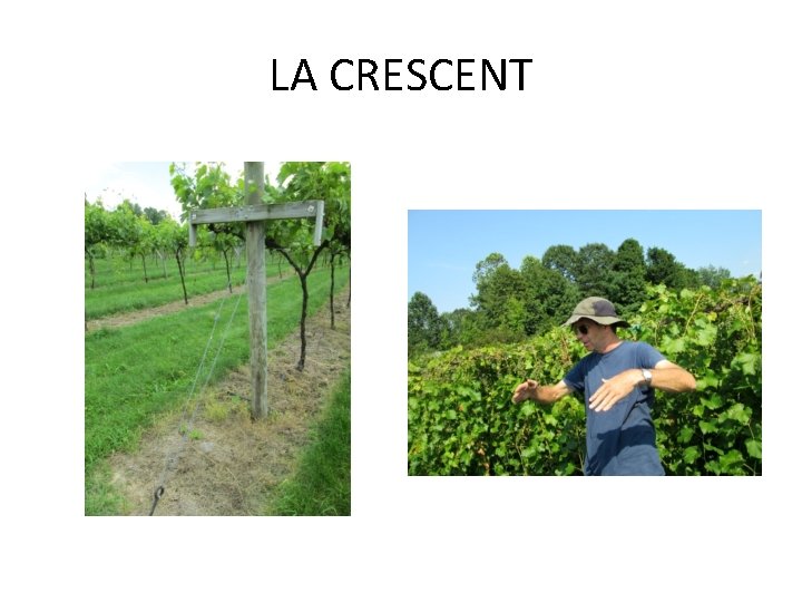 LA CRESCENT 