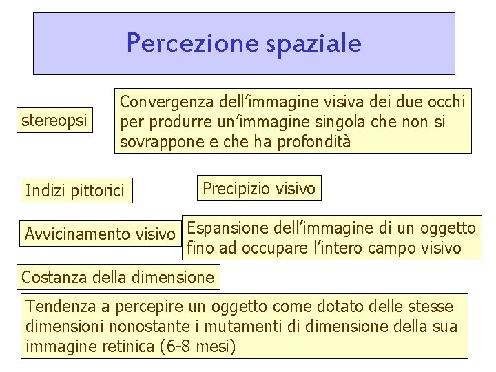 Percezione spaziale stereopsi Convergenza dell’immagine visiva dei due occhi per produrre un’immagine singola che