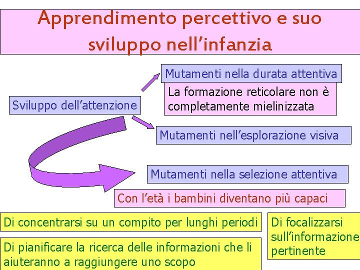 Apprendimento percettivo e suo sviluppo nell’infanzia Sviluppo dell’attenzione Mutamenti nella durata attentiva La formazione