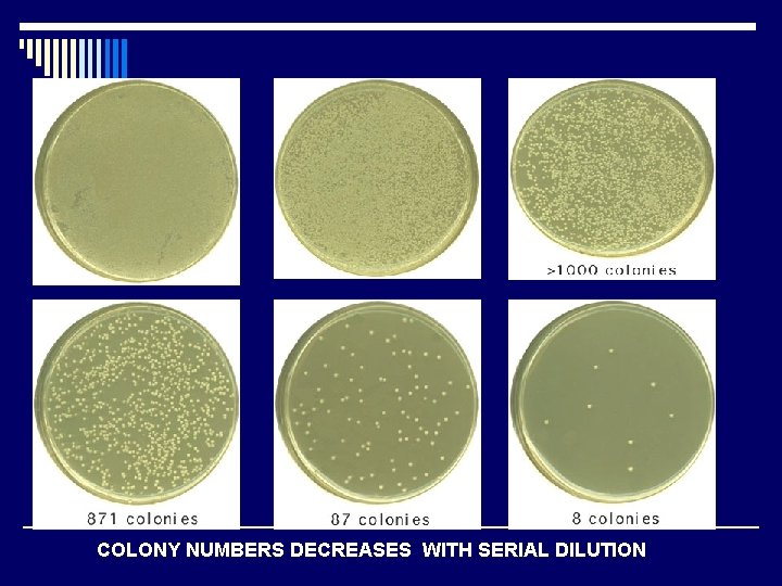 COLONY NUMBERS DECREASES WITH SERIAL DILUTION 