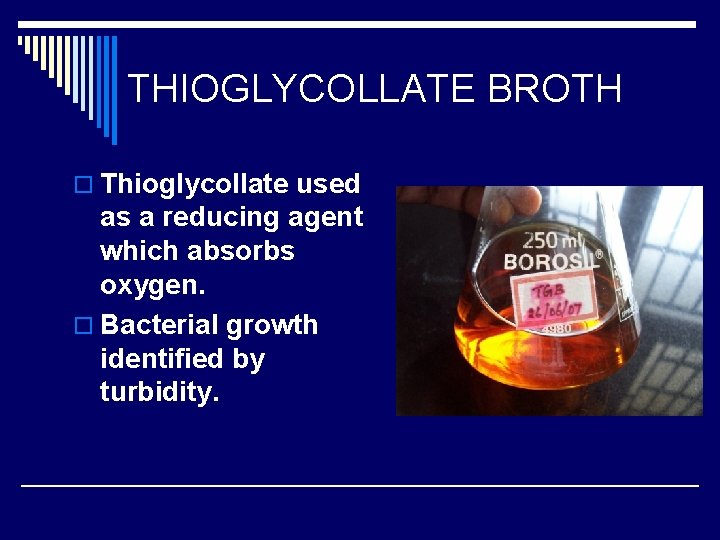THIOGLYCOLLATE BROTH o Thioglycollate used as a reducing agent which absorbs oxygen. o Bacterial