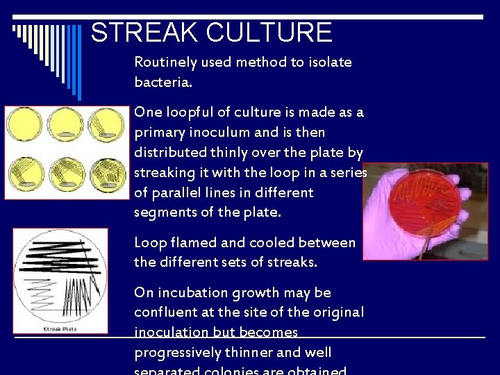 STREAK CULTURE Routinely used method to isolate bacteria. One loopful of culture is made