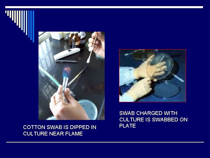 COTTON SWAB IS DIPPED IN CULTURE NEAR FLAME SWAB CHARGED WITH CULTURE IS SWABBED