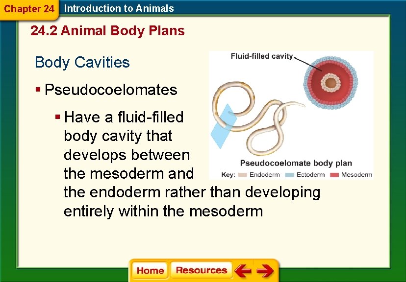 Chapter 24 Introduction to Animals 24. 2 Animal Body Plans Body Cavities § Pseudocoelomates