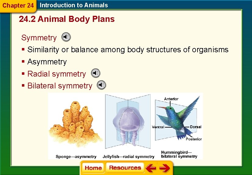 Chapter 24 Introduction to Animals 24. 2 Animal Body Plans Symmetry § Similarity or