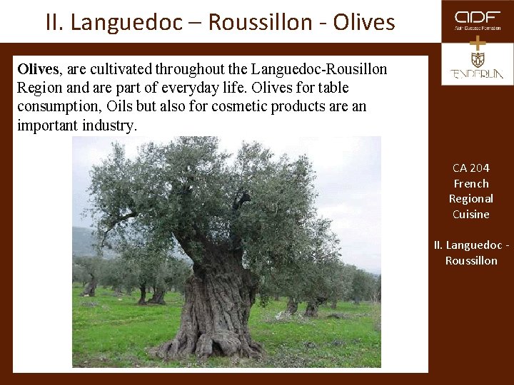 II. Languedoc – Roussillon - Olives, are cultivated throughout the Languedoc-Rousillon Region and are