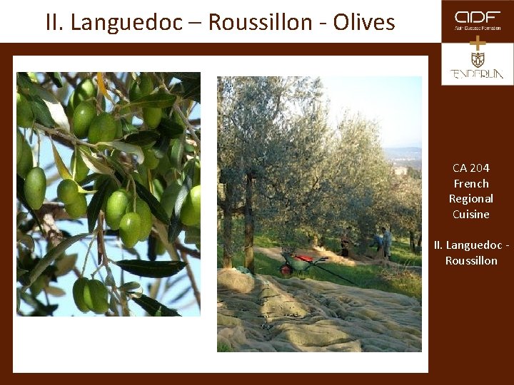 II. Languedoc – Roussillon - Olives CA 204 French Regional Cuisine II. Languedoc Roussillon