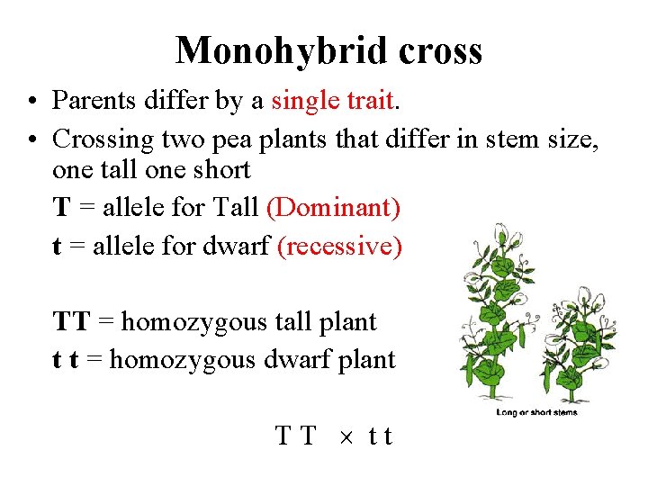 Monohybrid cross • Parents differ by a single trait. • Crossing two pea plants