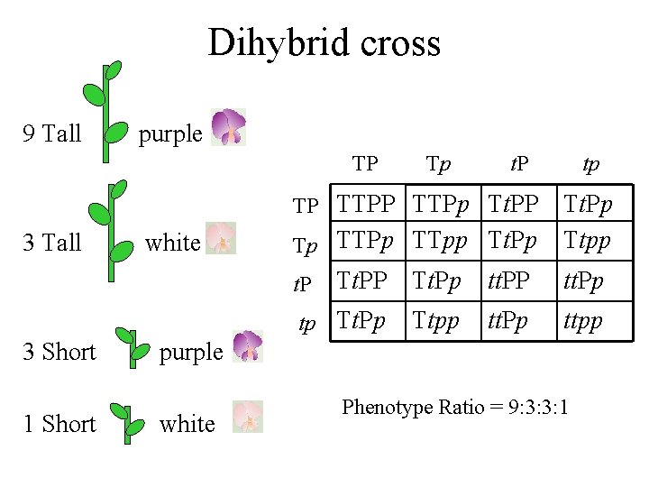 Dihybrid cross 9 Tall purple TP Tp t. P TP TTPp Tt. PP 3