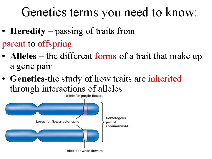 Genetics terms you need to know: • Heredity – passing of traits from parent