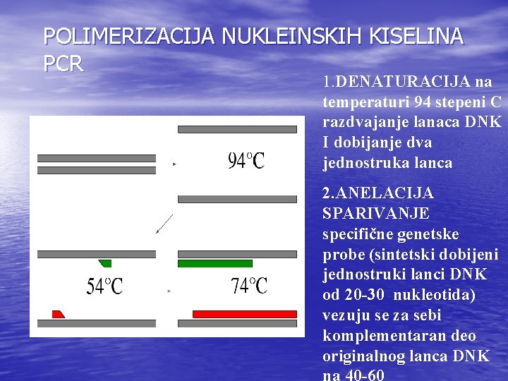 POLIMERIZACIJA NUKLEINSKIH KISELINA PCR 1. DENATURACIJA na temperaturi 94 stepeni C razdvajanje lanaca DNK POLIMERIZACIJA NUKLEINSKIH KISELINA PCR 1. DENATURACIJA na temperaturi 94 stepeni C razdvajanje lanaca DNK