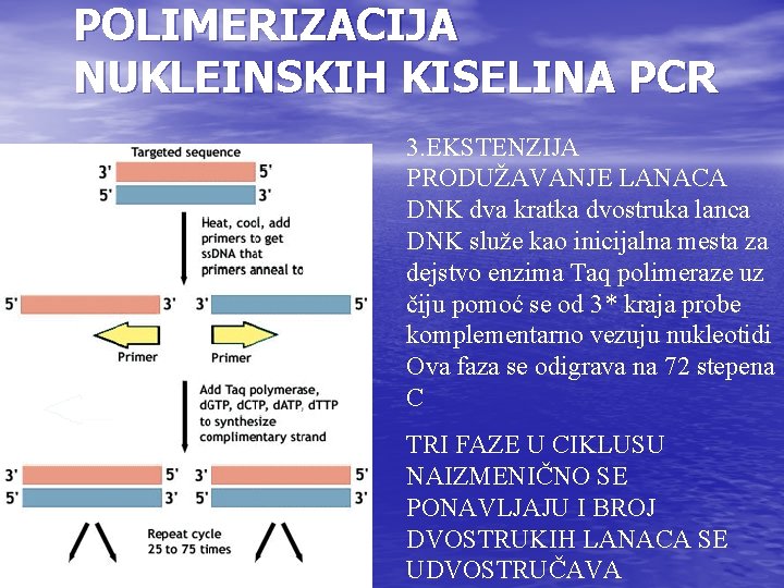 POLIMERIZACIJA NUKLEINSKIH KISELINA PCR 3. EKSTENZIJA PRODUŽAVANJE LANACA DNK dva kratka dvostruka lanca DNK POLIMERIZACIJA NUKLEINSKIH KISELINA PCR 3. EKSTENZIJA PRODUŽAVANJE LANACA DNK dva kratka dvostruka lanca DNK