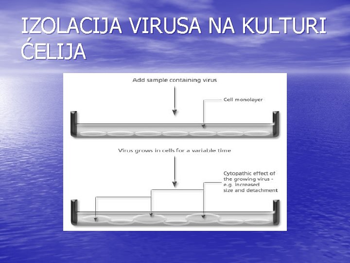 IZOLACIJA VIRUSA NA KULTURI ĆELIJA IZOLACIJA VIRUSA NA KULTURI ĆELIJA