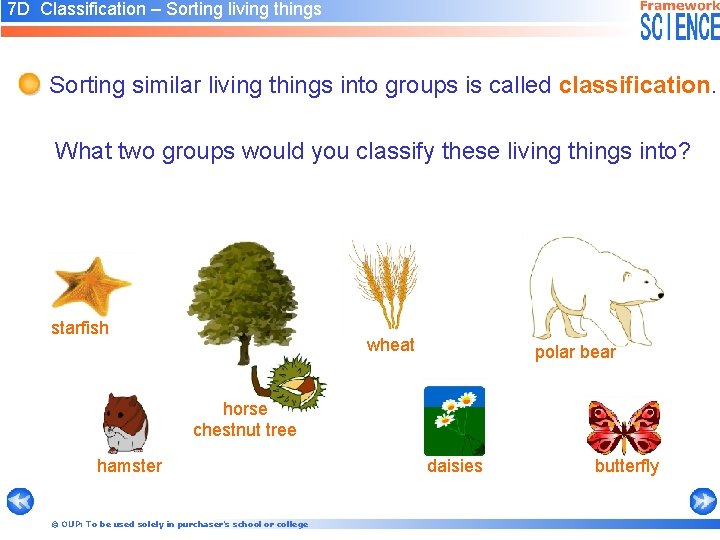7 D Classification – Sorting living things Sorting similar living things into groups is