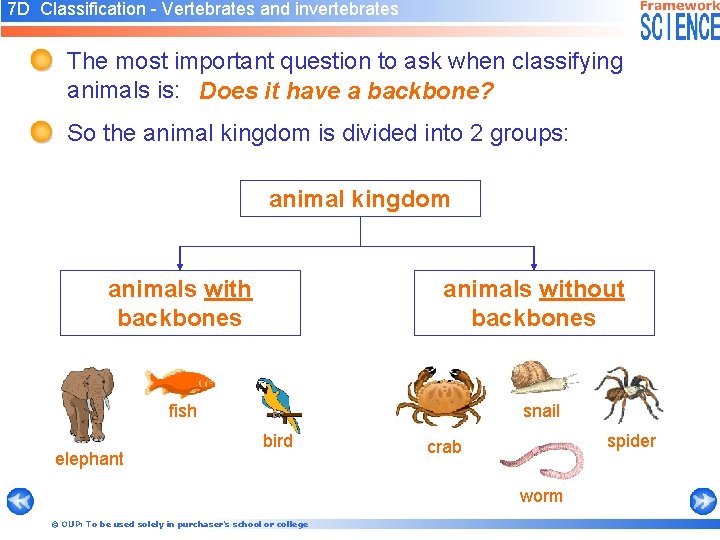 7 D Classification - Vertebrates and invertebrates The most important question to ask when