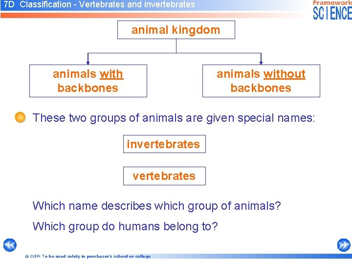 7 D Classification - Vertebrates and invertebrates animal kingdom animals with backbones animals without