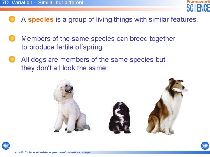7 D Variation – Similar but different A species is a group of living