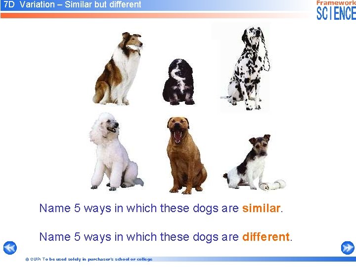 7 D Variation – Similar but different Name 5 ways in which these dogs