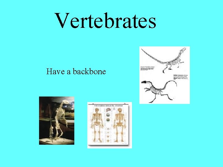  Vertebrates Have a backbone 