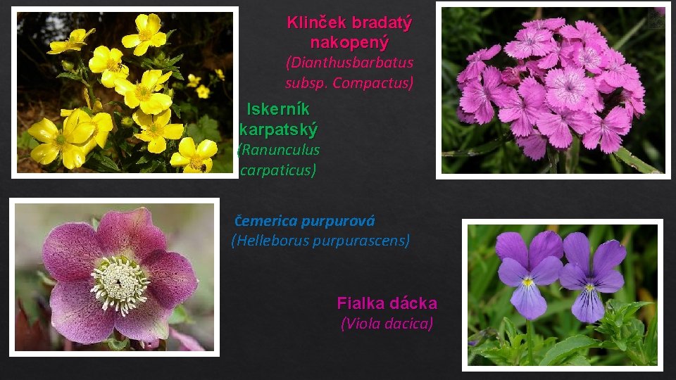 Klinček bradatý nakopený (Dianthusbarbatus subsp. Compactus) Iskerník karpatský (Ranunculus carpaticus) Čemerica purpurová (Helleborus purpurascens)