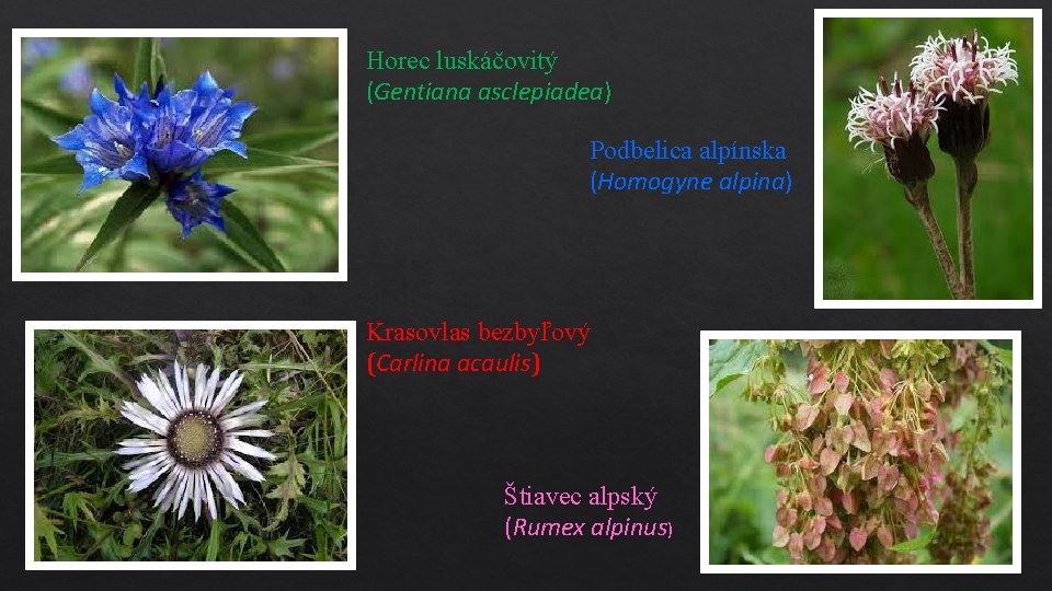 Horec luskáčovitý (Gentiana asclepiadea) Podbelica alpínska (Homogyne alpina) Krasovlas bezbyľový (Carlina acaulis) Štiavec alpský
