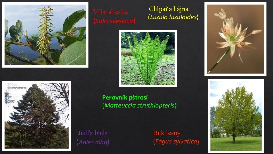 Vŕba sliezka (Salix silesiaca) Chlpaňa hájna (Luzula luzuloides) Perovník pštrosí (Matteuccia struthiopteris) Jedľa biela