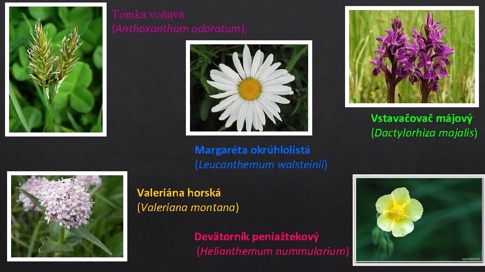 Tomka voňavá (Anthoxanthum odoratum), Vstavačovač májový (Dactylorhiza majalis) Margaréta okrúhlolistá (Leucanthemum walsteinii) Valeriána horská