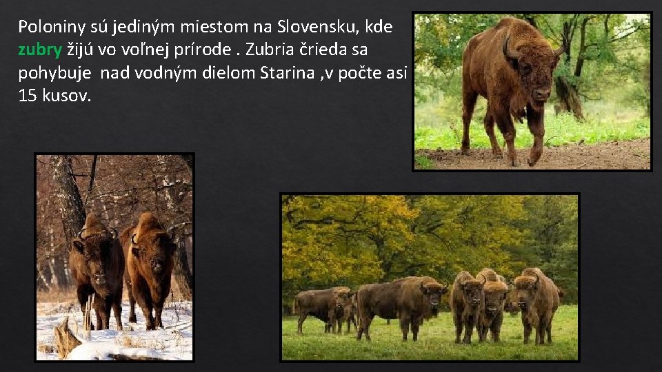 Poloniny sú jediným miestom na Slovensku, kde zubry žijú vo voľnej prírode. Zubria črieda