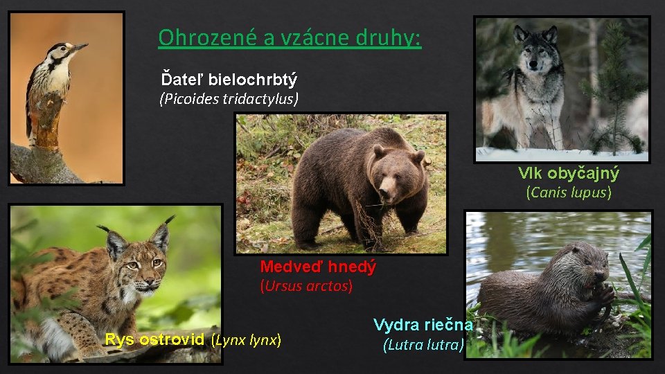 Ohrozené a vzácne druhy: Ďateľ bielochrbtý (Picoides tridactylus) Vlk obyčajný (Canis lupus) Medveď hnedý