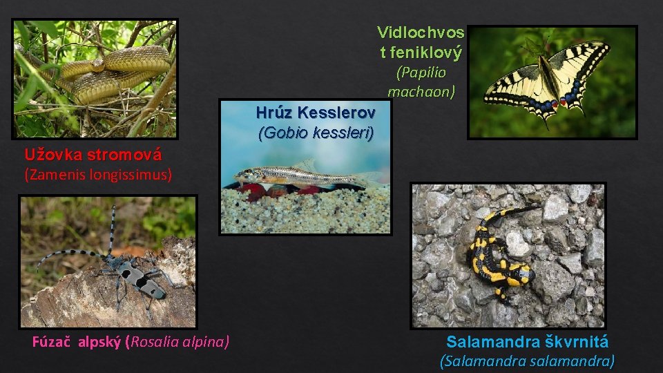 Vidlochvos t feniklový (Papilio machaon) Hrúz Kesslerov (Gobio kessleri) Užovka stromová (Zamenis longissimus) Fúzač