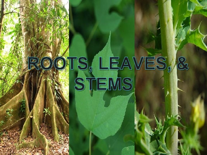 ROOTS, LEAVES, & STEMS 