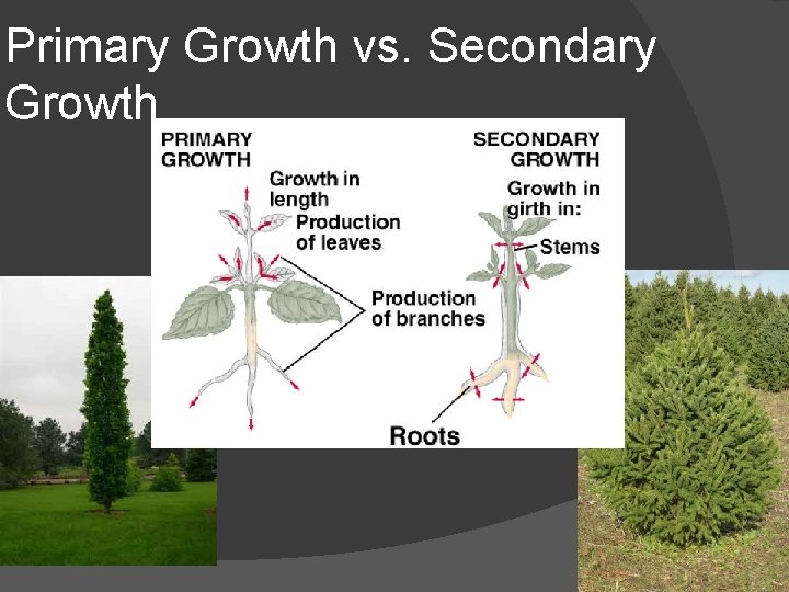 Primary Growth vs. Secondary Growth 