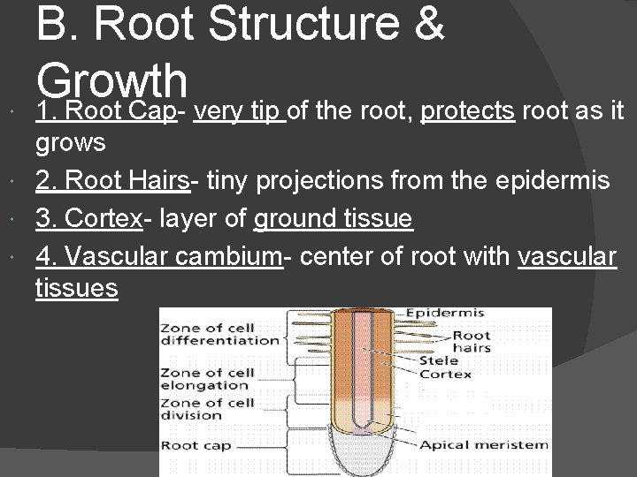  B. Root Structure & Growth 1. Root Cap- very tip of the root,