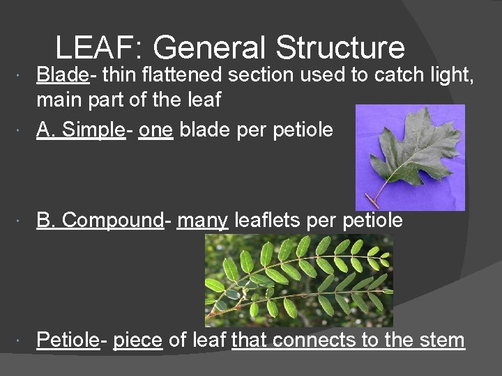 LEAF: General Structure Blade- thin flattened section used to catch light, main part of LEAF: General Structure Blade- thin flattened section used to catch light, main part of